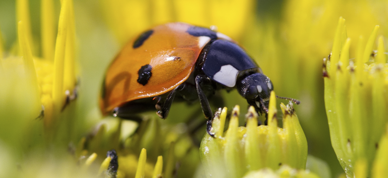 Biodiversity Garden © Serge Chabert